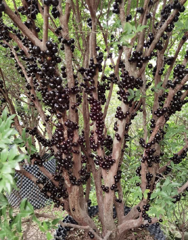 福建漳州树葡萄🍇种植基地长期供应大小规格
