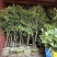 福建漳州树葡萄🍇种植基地长期供应大小规格