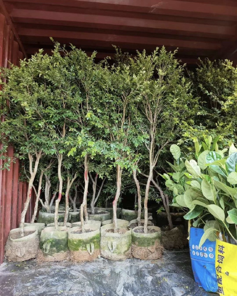 福建漳州树葡萄🍇种植基地长期供应大小规格