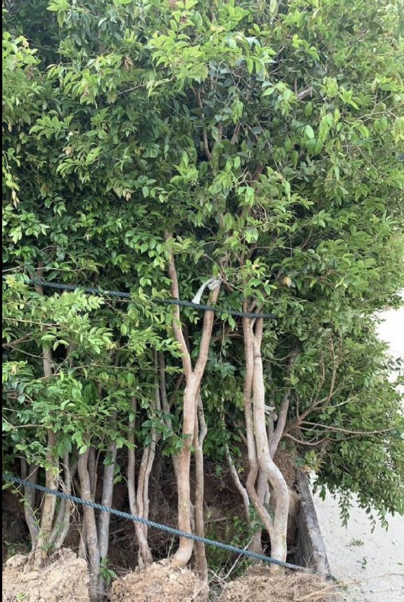 福建漳州树葡萄🍇种植基地长期供应大小规格