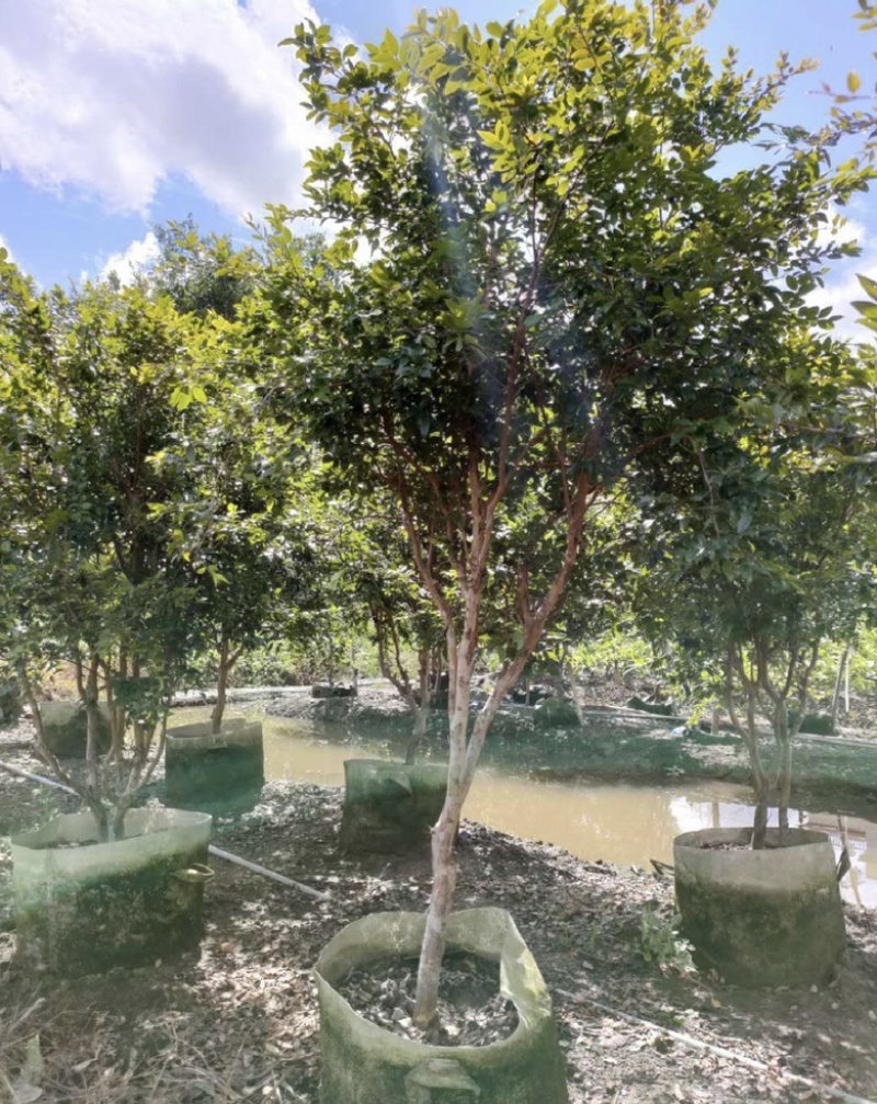 福建漳州树葡萄🍇种植基地长期供应大小规格