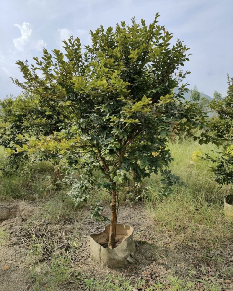 福建漳州树葡萄🍇种植基地长期供应大小规格
