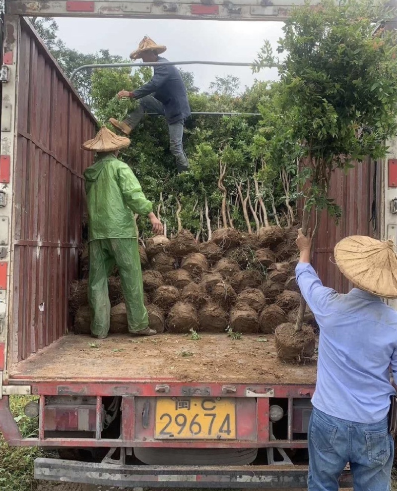 福建漳州树葡萄🍇种植基地长期供应大小规格