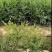福建漳州九里香苗圃基地长期供应大小规格齐全