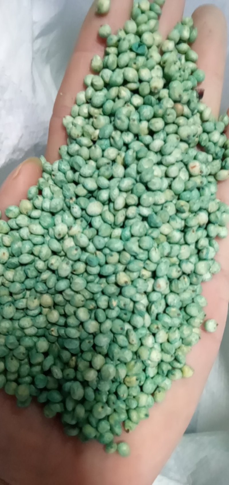 饲用甜高粱种子多次收割高产量牧草营养高牛羊猪马鸡鸭鹅牧草