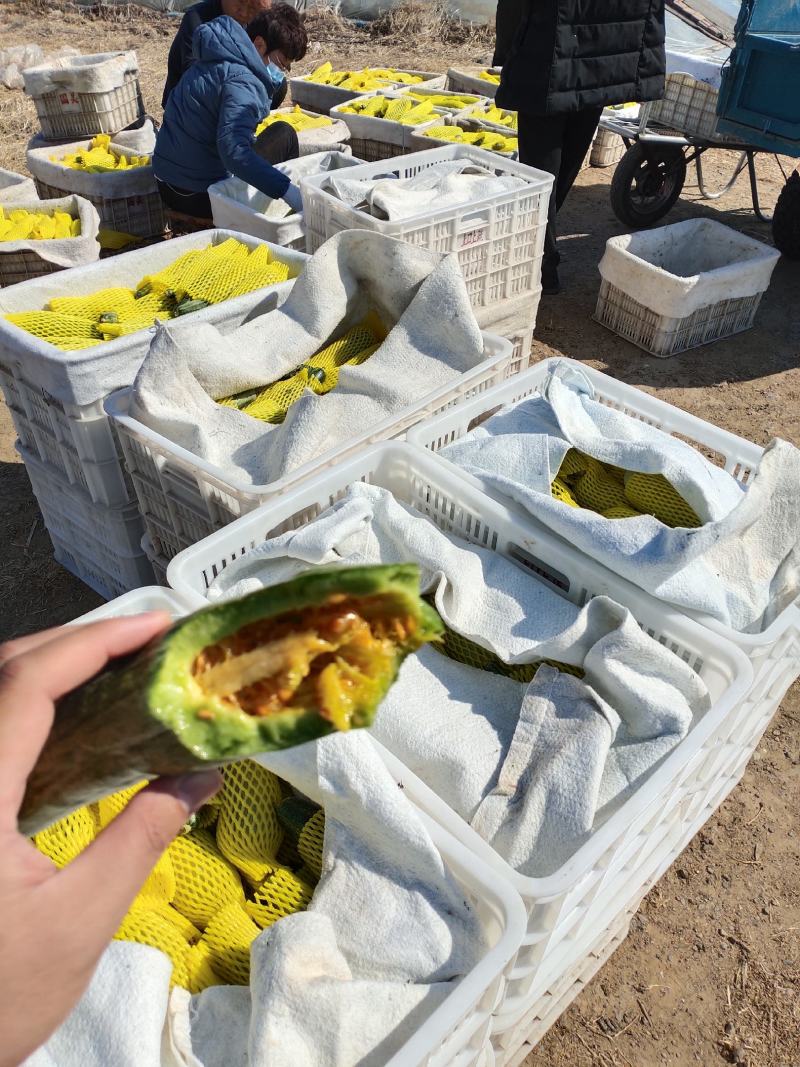 精品羊角蜜原产地直发货量充足，量大优惠，质量保证，全国发