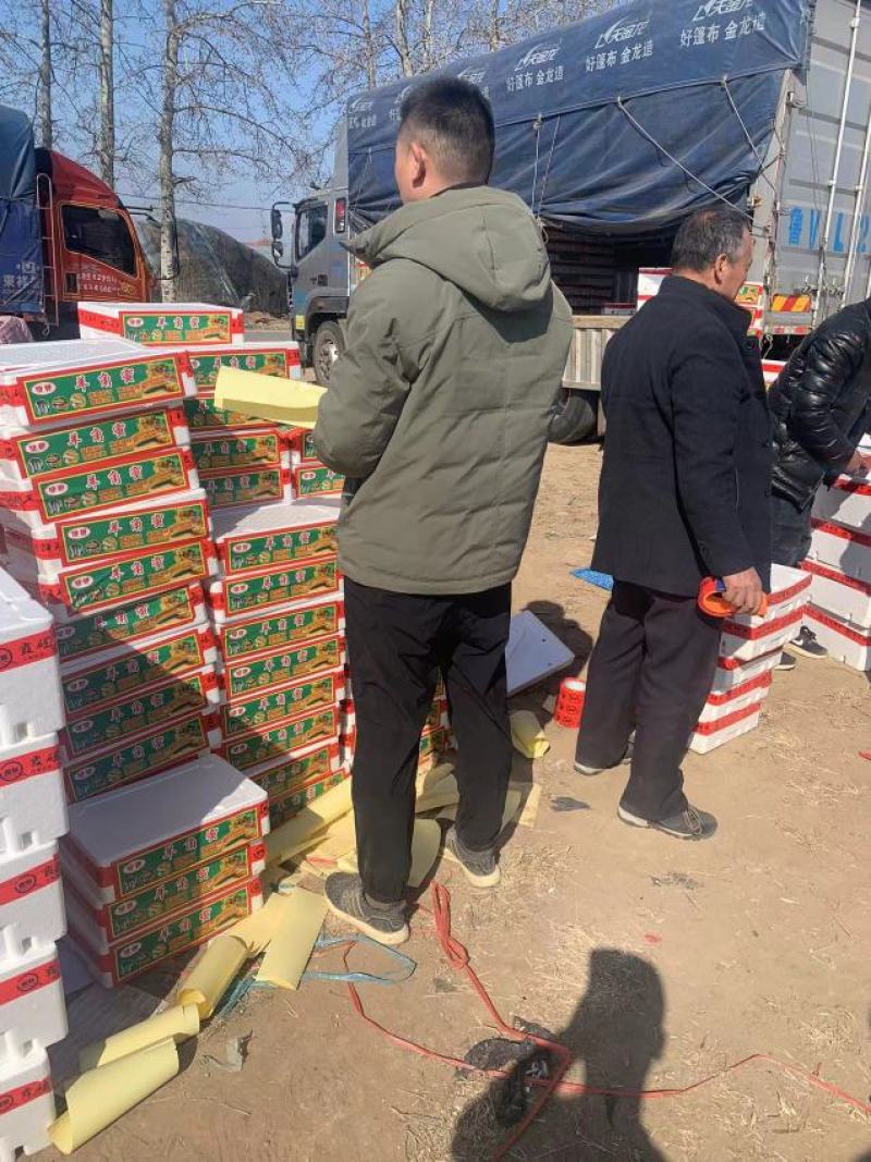 精品羊角蜜原产地直发货量充足，量大优惠，质量保证，全国发