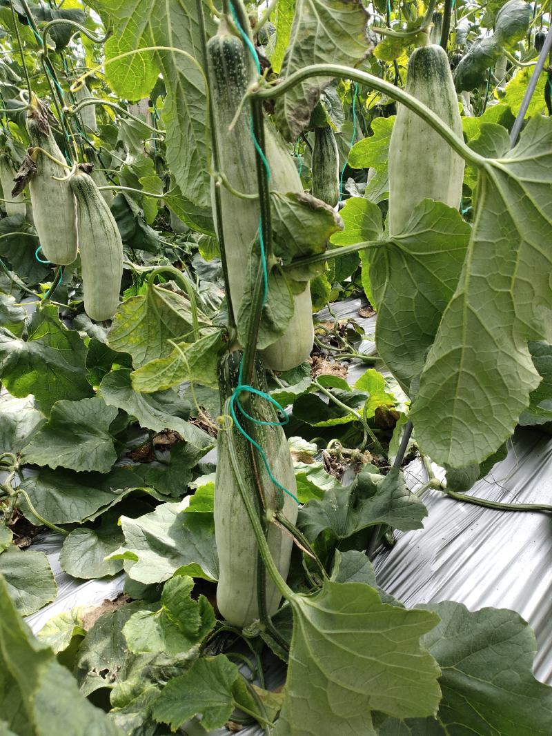 精品羊角蜜原产地直发货量充足，量大优惠，质量保证，全国发