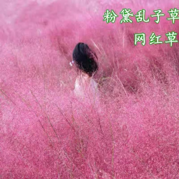 粉黛乱子草种子毛芒乱子草粉米利花海花卉种籽四季播网红草