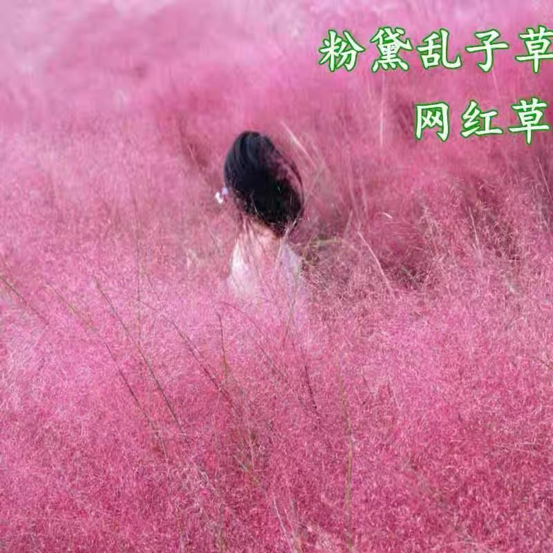 粉黛乱子草种子毛芒乱子草粉米利花海花卉种籽四季播网红草