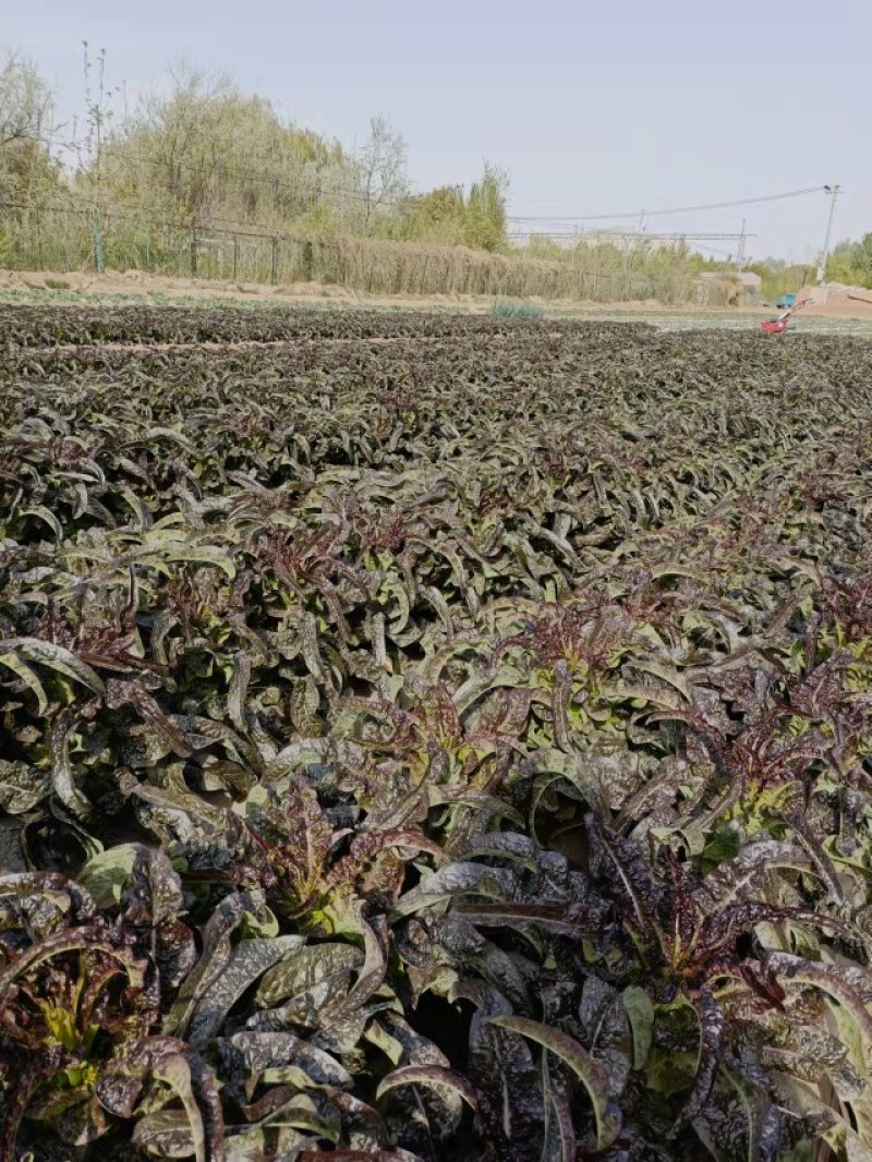 甘肃兰州高原夏菜莴笋即将上市
