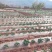 甘肃兰州高原夏菜莴笋即将上市