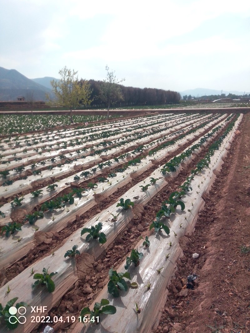 甘肃兰州高原夏菜莴笋即将上市