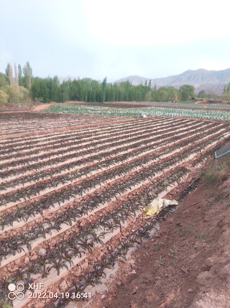 甘肃兰州高原夏菜莴笋即将上市