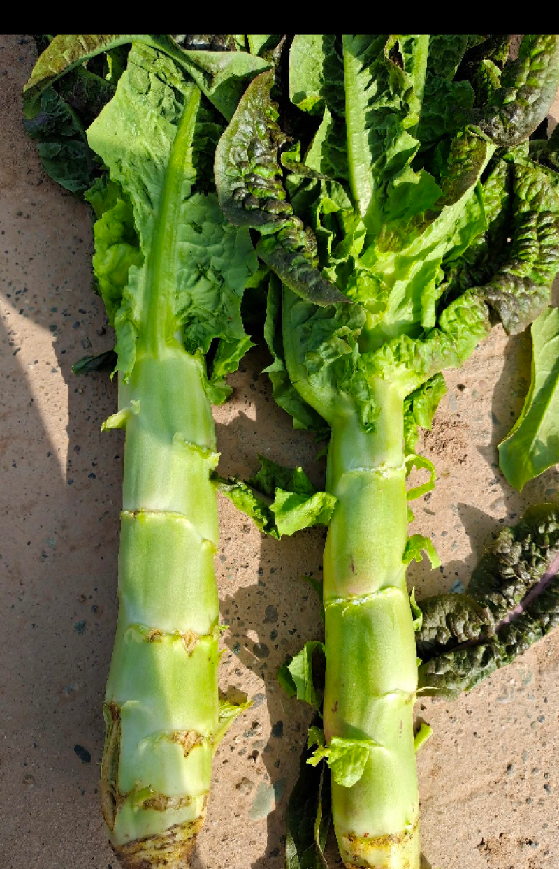 甘肃兰州高原夏菜莴笋即将上市