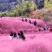 粉黛乱子草种子毛芒乱子草粉米利花海花卉种籽四季播网红草