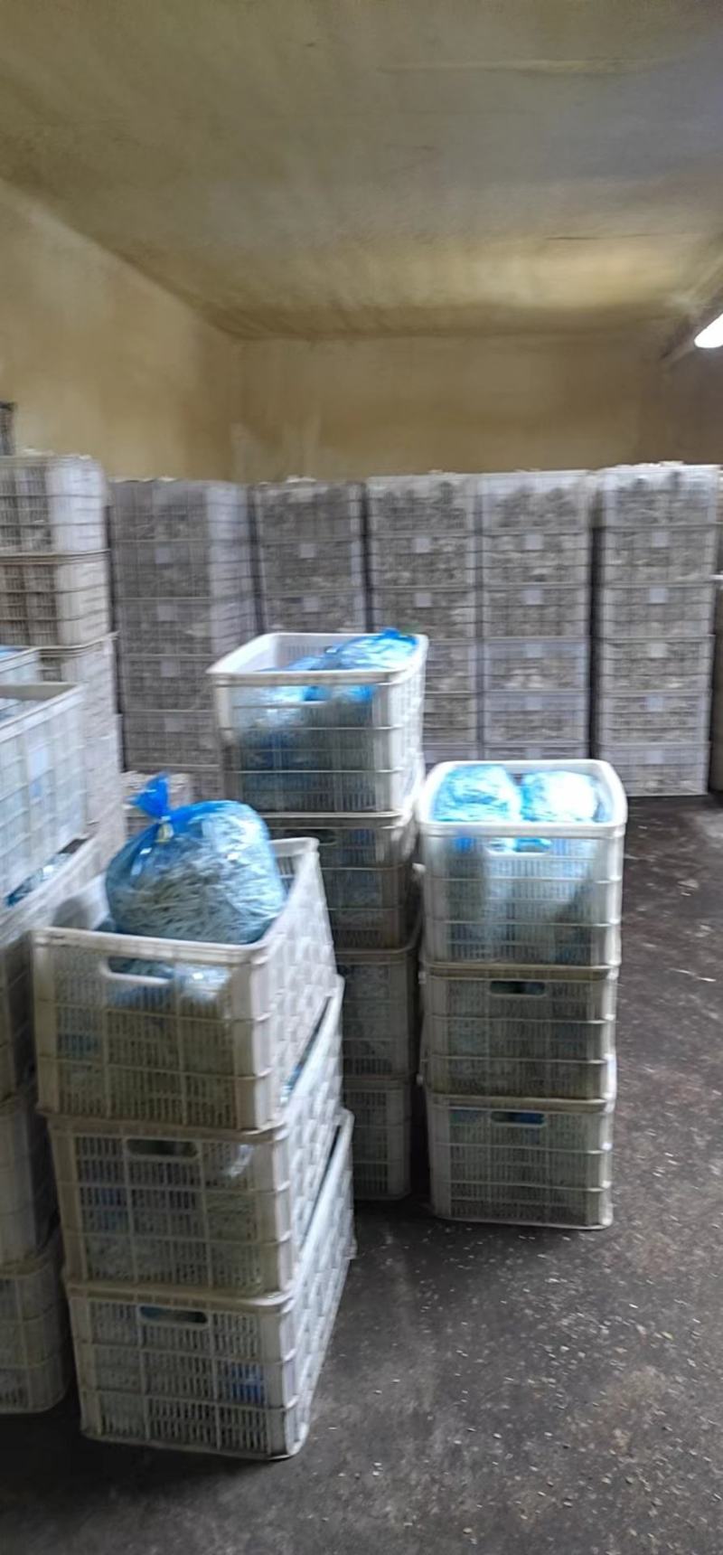 白玉菇2022年新品A货，产地直销。