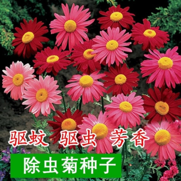 除虫菊种子驱蚊草驱虫菊多年生花卉种子家庭阳台