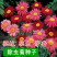 除虫菊种子驱蚊草驱虫菊多年生花卉种子家庭阳台