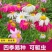 除虫菊种子驱蚊草驱虫菊多年生花卉种子家庭阳台
