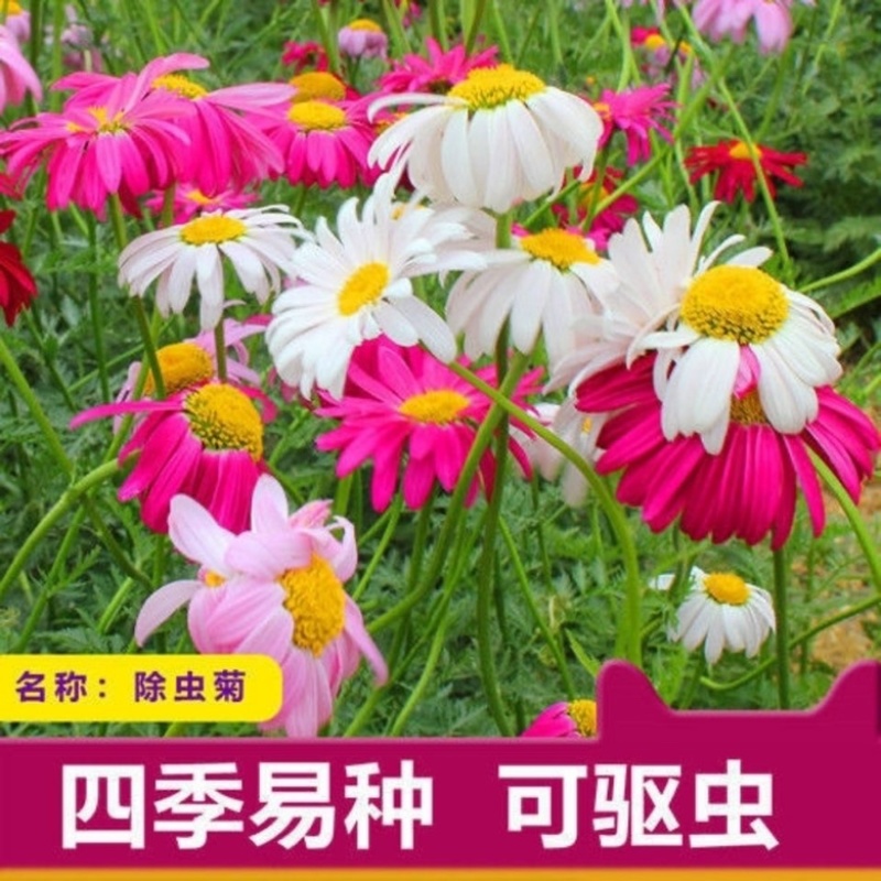 除虫菊种子驱蚊草驱虫菊多年生花卉种子家庭阳台