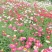 除虫菊种子驱蚊草驱虫菊多年生花卉种子家庭阳台