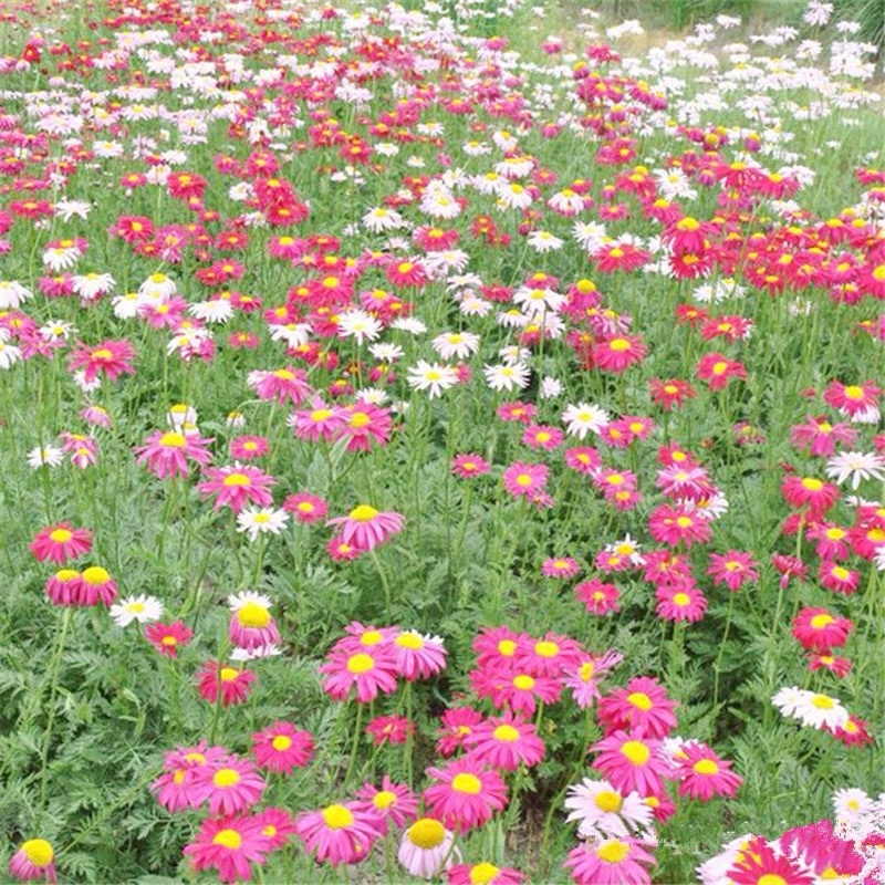 除虫菊种子驱蚊草驱虫菊多年生花卉种子家庭阳台