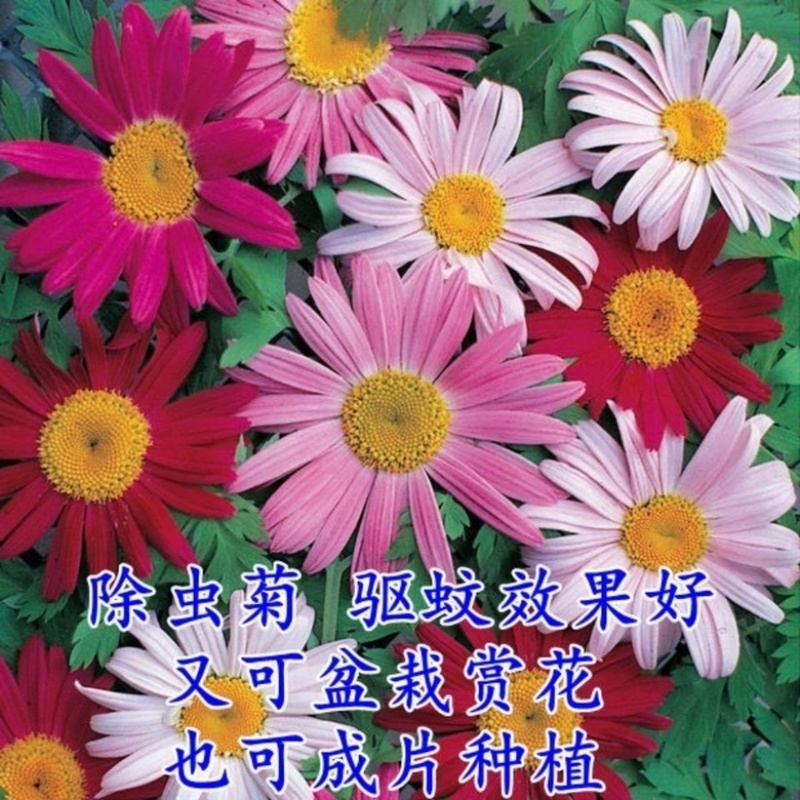 除虫菊种子驱蚊草驱虫菊多年生花卉种子家庭阳台