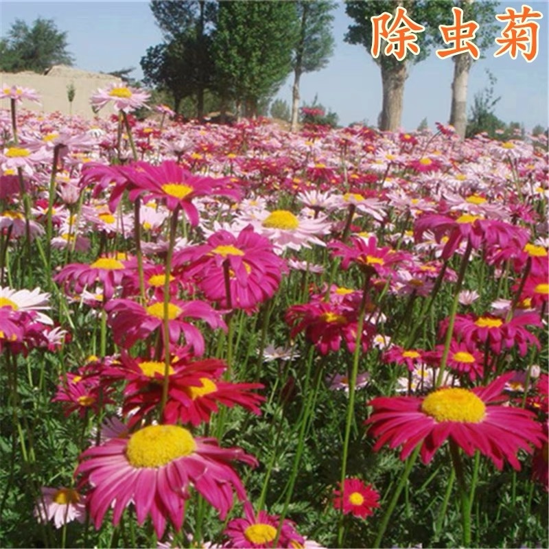 除虫菊种子驱蚊草驱虫菊多年生花卉种子家庭阳台
