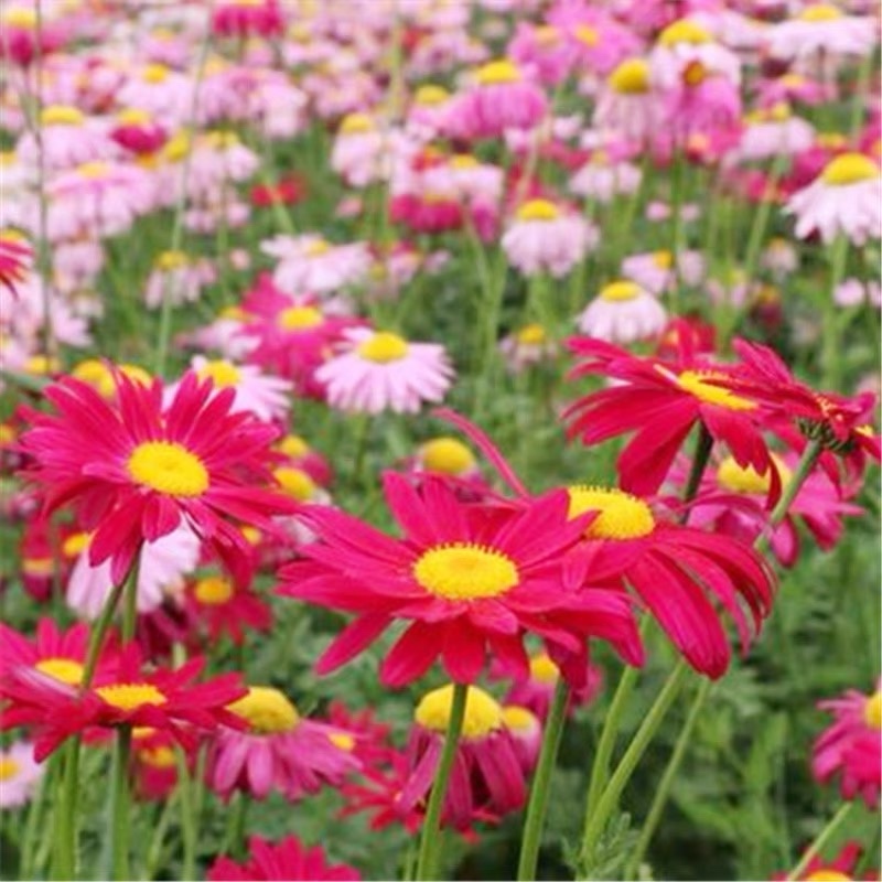 除虫菊种子驱蚊草驱虫菊多年生花卉种子家庭阳台