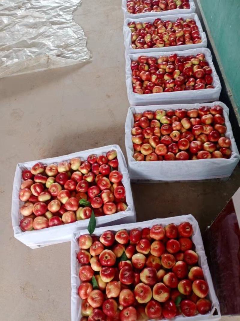 【荐】大棚油蟠桃热卖钮扣油蟠桃价格，油蟠桃甜度高，耐运输