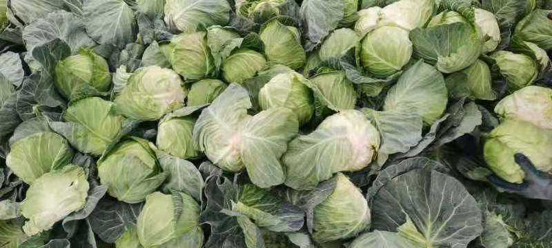 千亩包菜(甘蓝)成熟上市，基地直供，承接电商平台、市场批