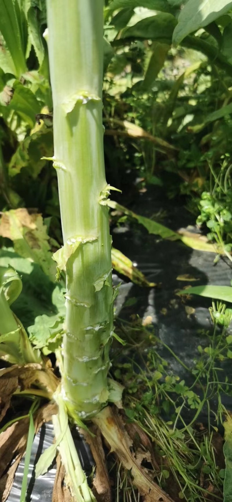 黄心白菜