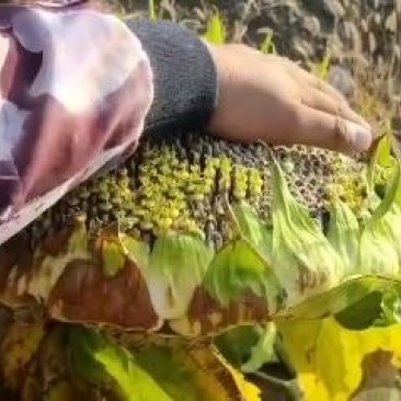 土地转让带6亩地院子6间瓦房200平仓库4间猪舍