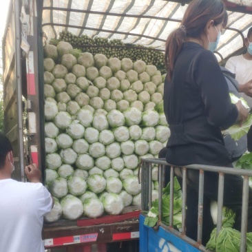 精品大白