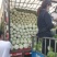 精品大白