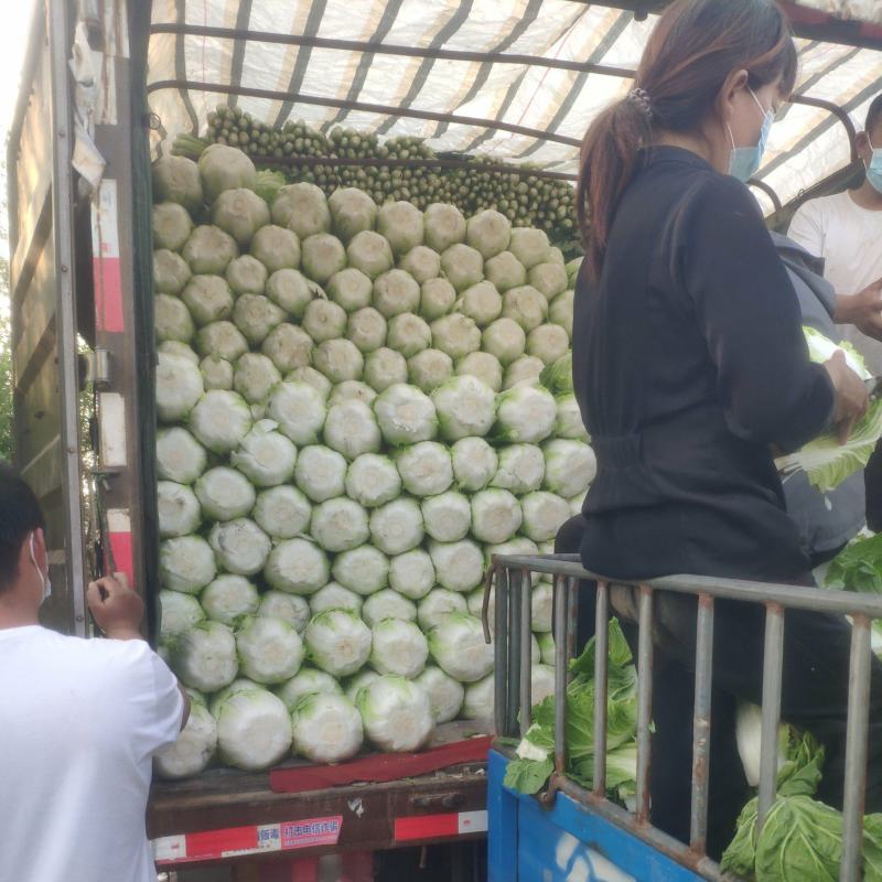 精品大白