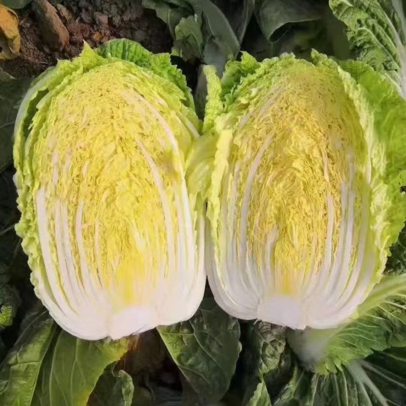 矮顆黄心大白菜.各种规格.一手货源.质量保证.大量供应