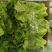 【生菜】精品意大利生菜基地大量有货可视频看货欢迎咨询