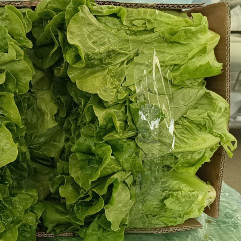 【生菜】精品意大利生菜基地大量有货可视频看货欢迎咨询