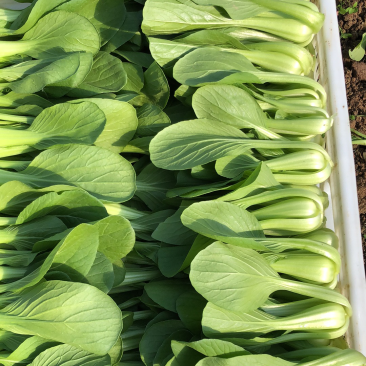 长期供应精品油菜、上海青，小白菜，产地货源充足，质量保证