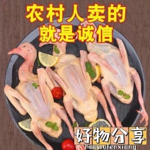 【农家散养】新鲜现杀鸽子肉乳鸽土鸽三年老鸽子煲汤烤乳鸽批