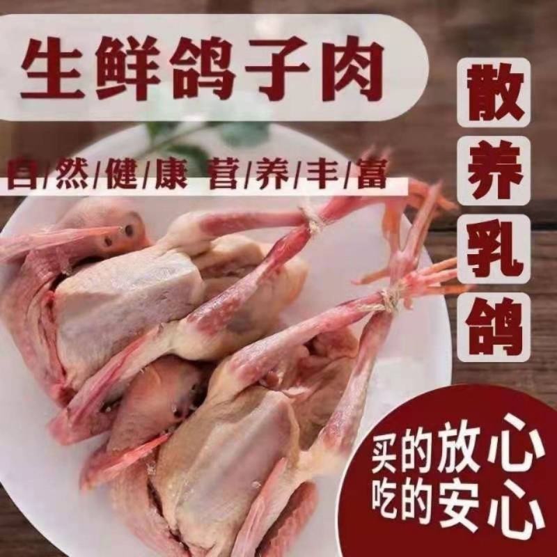 【农家散养】新鲜现杀鸽子肉乳鸽土鸽三年老鸽子煲汤烤乳鸽批