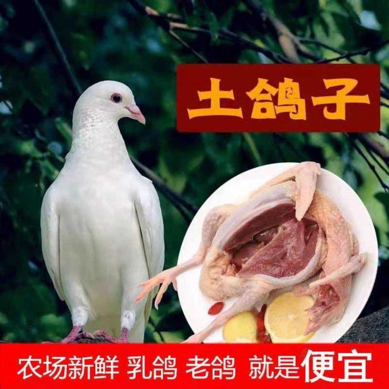 【农家散养】新鲜现杀鸽子肉乳鸽土鸽三年老鸽子煲汤烤乳鸽批