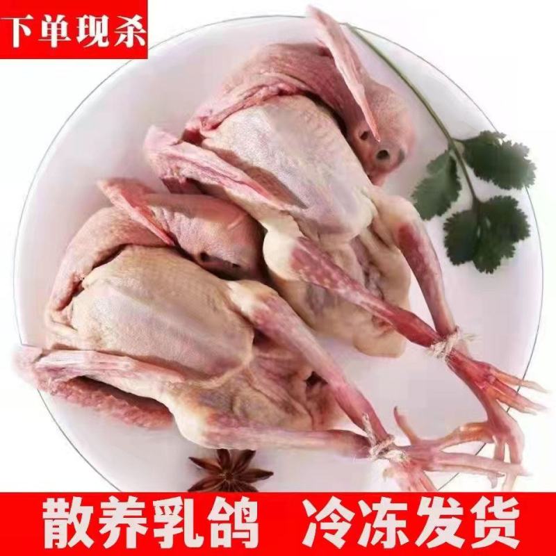 【农家散养】新鲜现杀鸽子肉乳鸽土鸽三年老鸽子煲汤烤乳鸽批