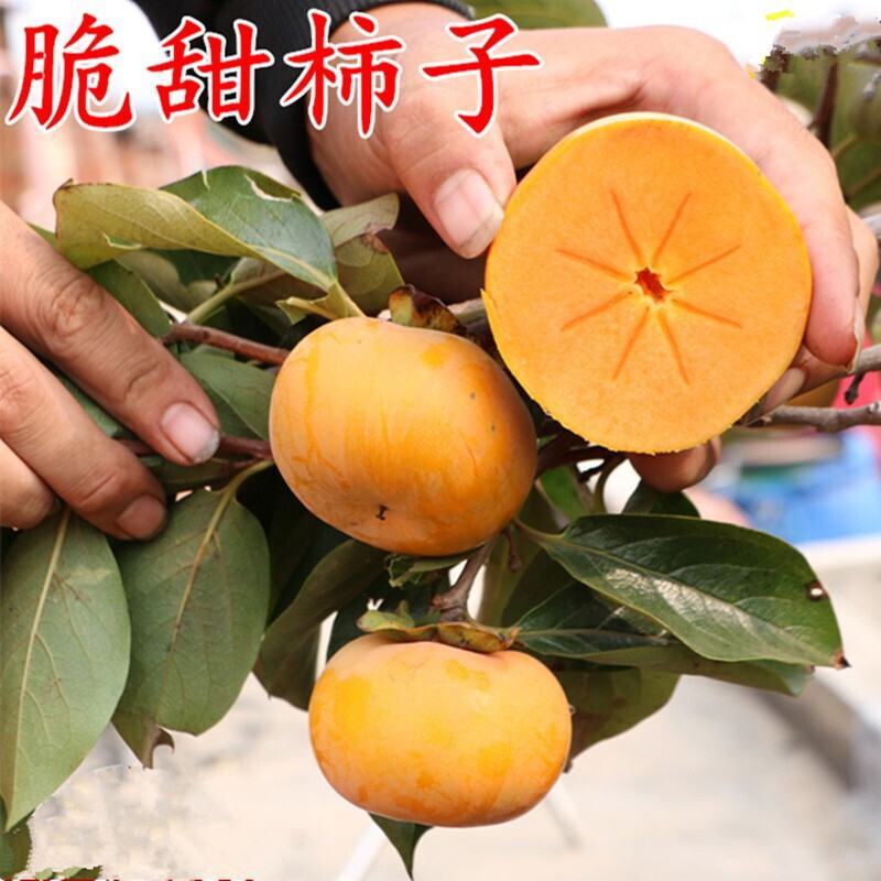 柿子苗阳丰甜柿子苗日本甜脆柿子苗牛心柿子苗