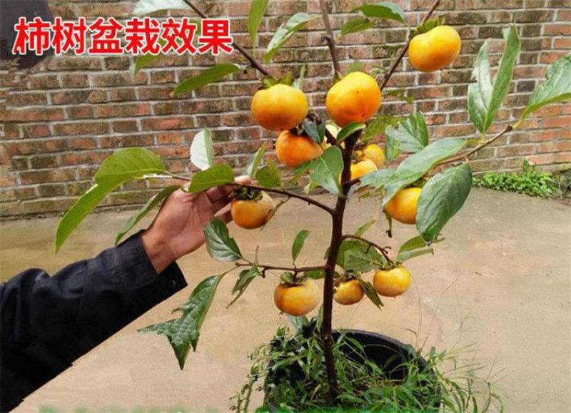 柿子苗阳丰甜柿子苗日本甜脆柿子苗牛心柿子苗