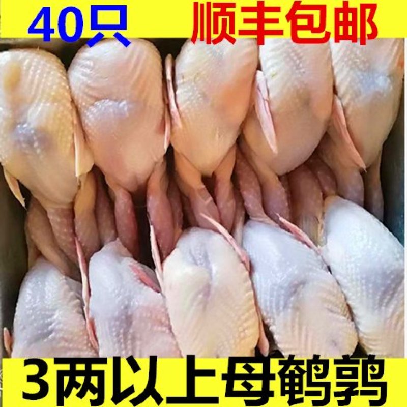 40只大鹌鹑现杀鹌鹑放血去内脏活体新鲜白条鹌鹑肉乳鸽
