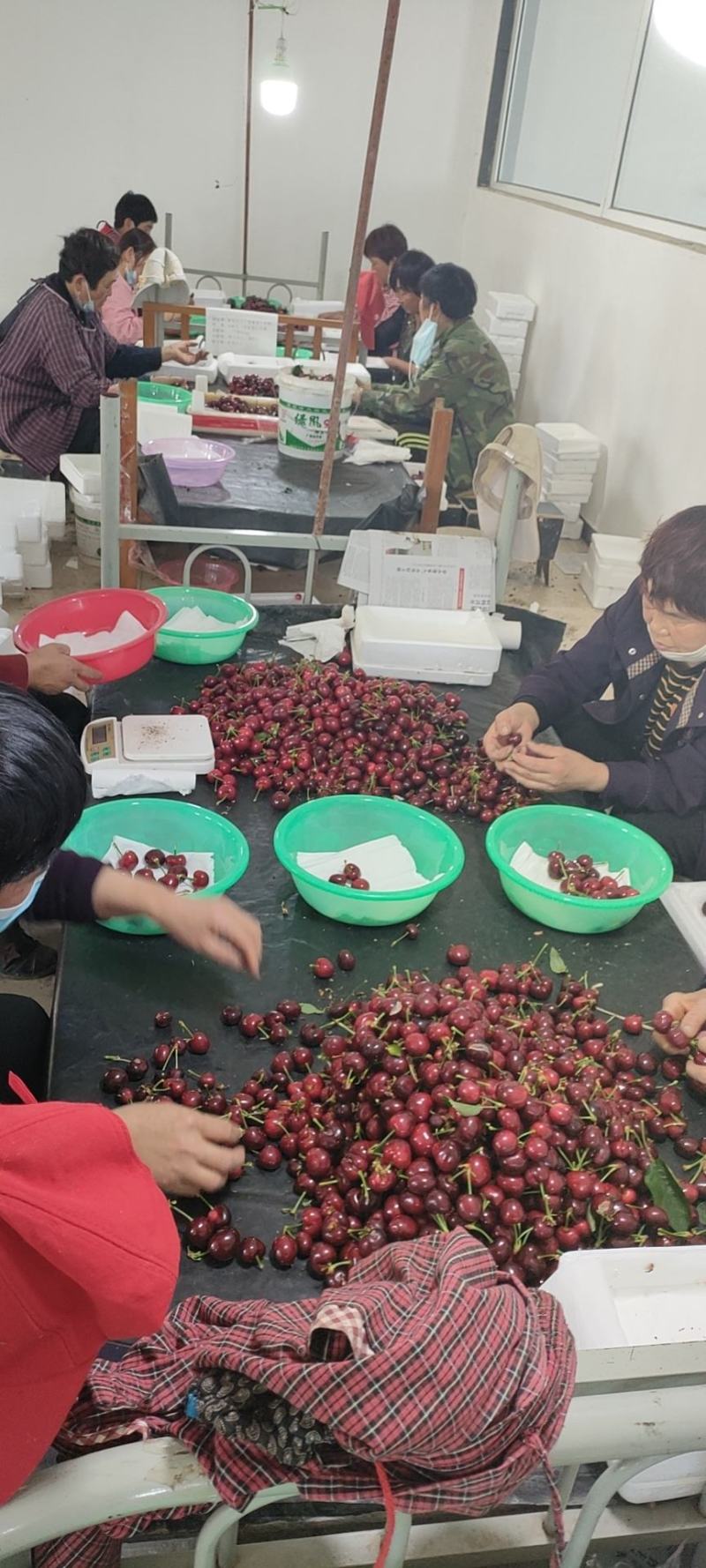 樱桃红灯美早