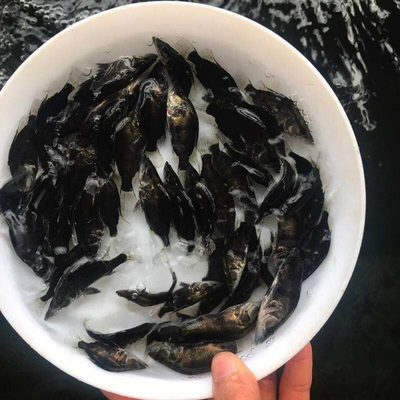 桂花鱼苗鳜鱼苗大眼翘嘴鳜鱼苗桂鱼鱼活体包邮优质鱼苗